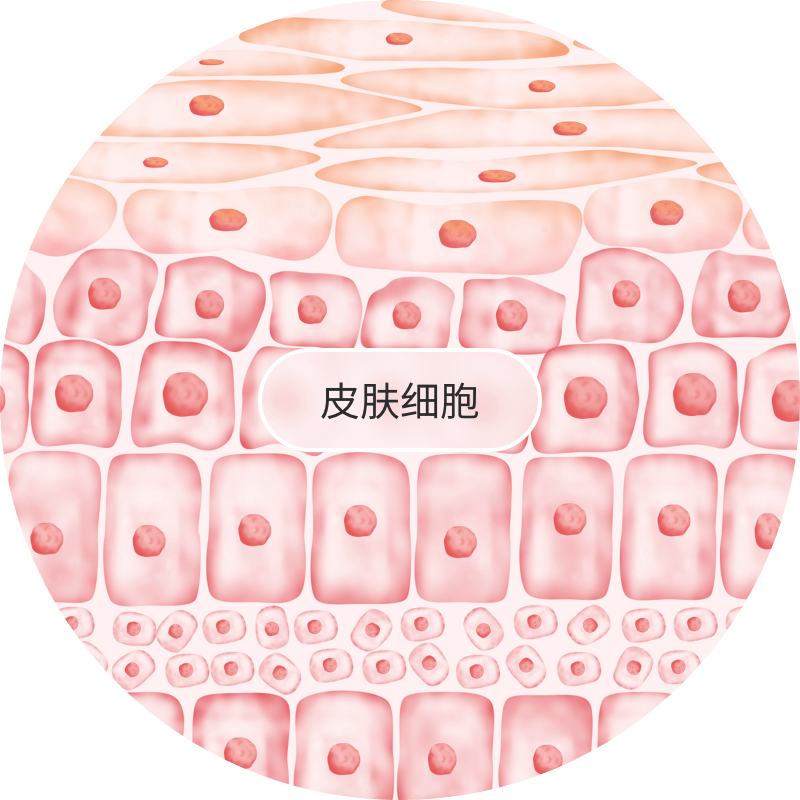 皮膚細(xì)胞