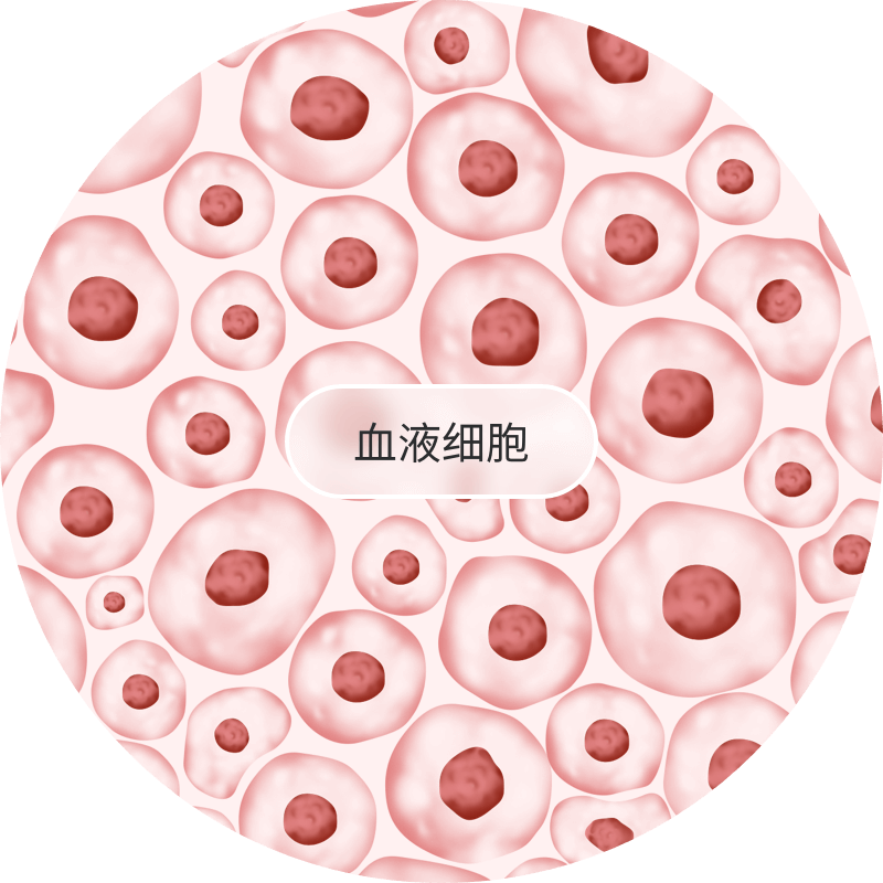 血液細(xì)胞